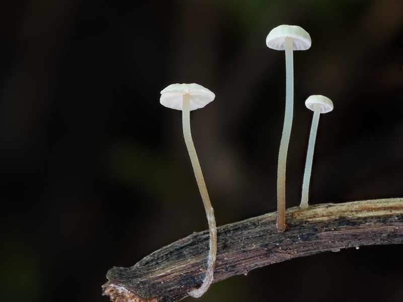 Marasmius epiphyllus